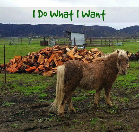 Little Pony - I Do What I Want