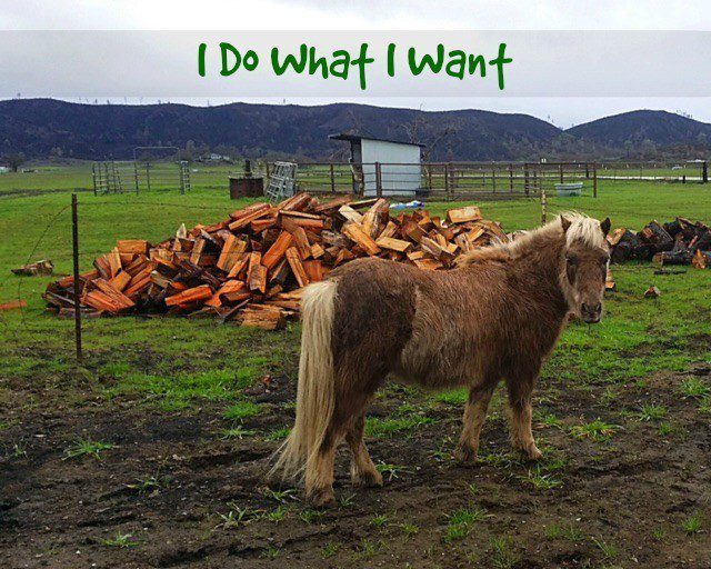 Little Pony - I Do What I Want