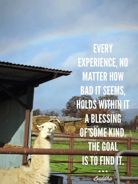 Llola The Llama Quote