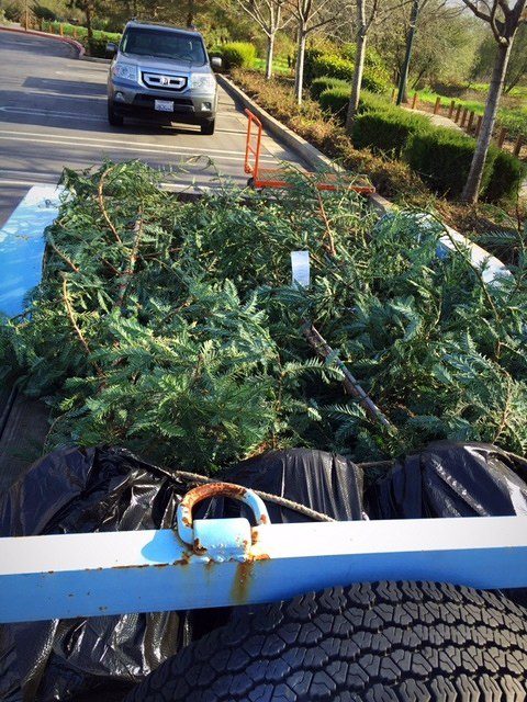 Redwoods on Trailer