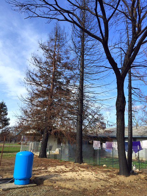 Backyard Trees