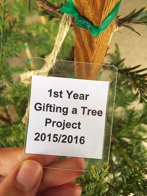 Cobb Gifting Tree