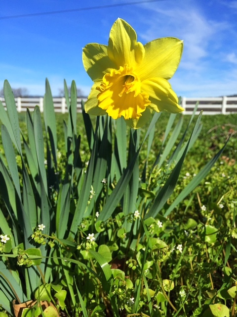 Daffodils 2016