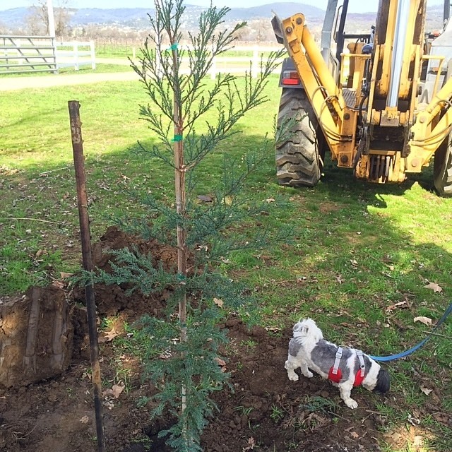 New Aptos Blue Redwood Tree