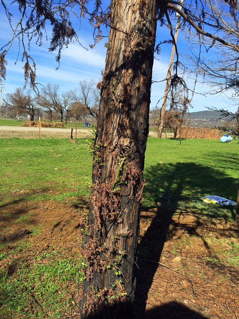 New Growth on Burned Redwood Tree