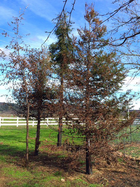 Trees in Front of Our House