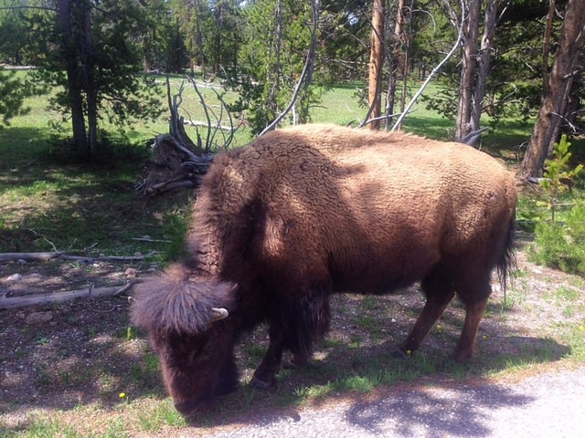 Close Up of Yellowstone Buffalo