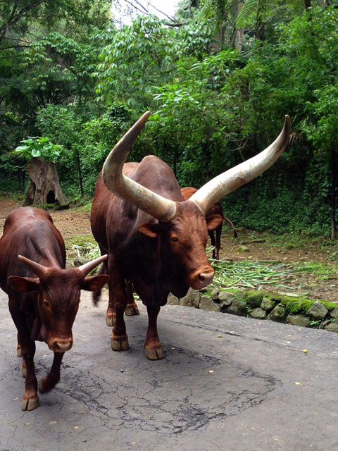 Cow Like Creature Taman Safari