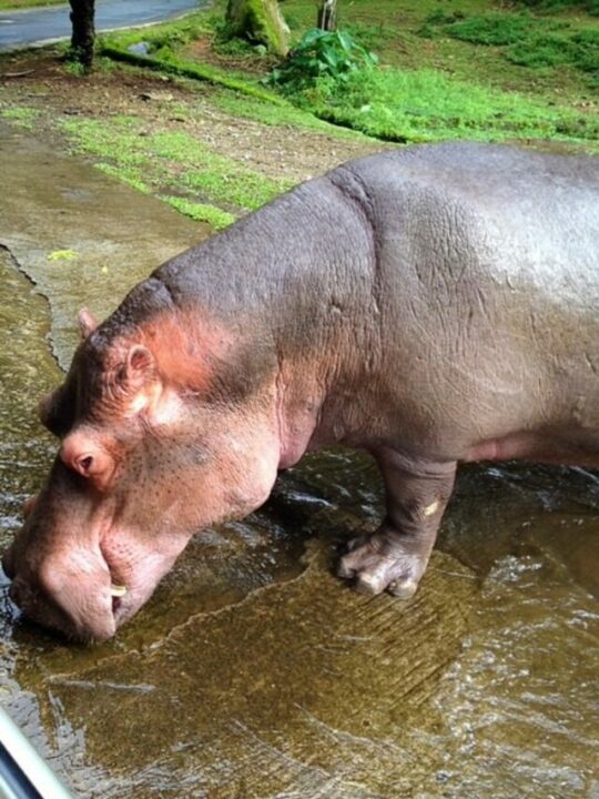 Cropped Hippo Taman Safari Indonesia