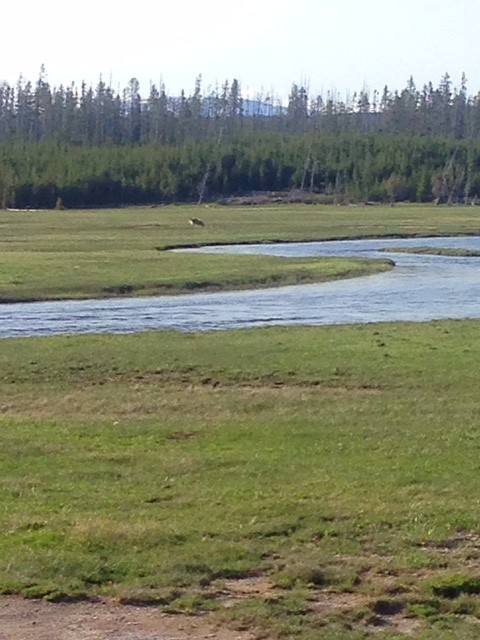 Wolf at Yellowstone National Park