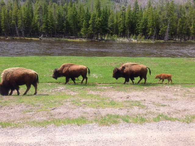 Yellowstone Buffalo