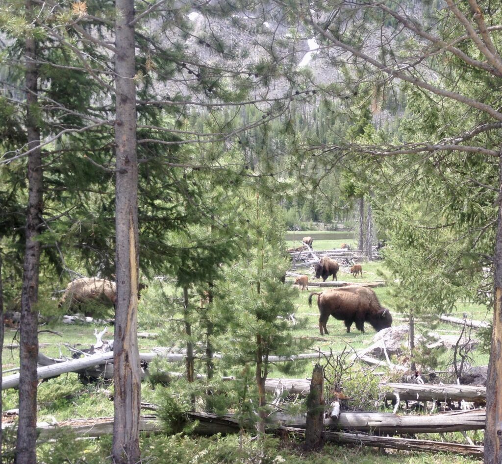 Yellowstone Pictures Bison