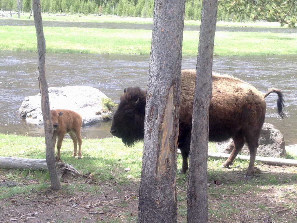 Yellowstone Pictures Bison with Baby