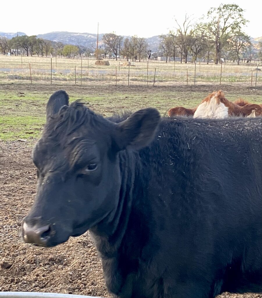 Fat Betty Heifer